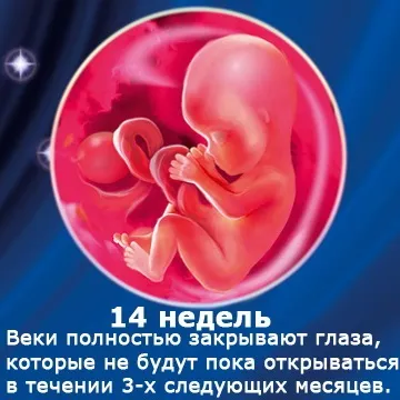 Внутрішньоутробний розвиток дитини по тижнях (періоди), фото (внутрішньоутробний) Внутрішньоутробний розвиток дитини по тижнях (періоди), фото