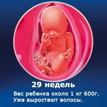 Внутрішньоутробний розвиток дитини по тижнях (періоди), фото (розвиток) Внутрішньоутробний розвиток дитини по тижнях (періоди), фото