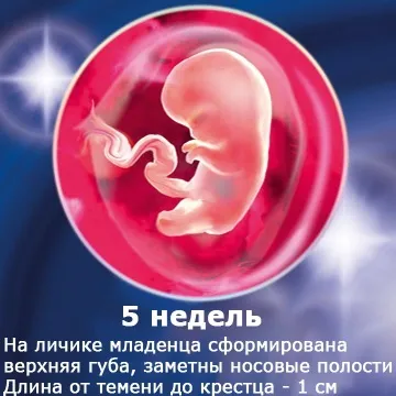 Внутрішньоутробний розвиток дитини по тижнях (періоди), фото (дитини) Внутрішньоутробний розвиток дитини по тижнях (періоди), фото