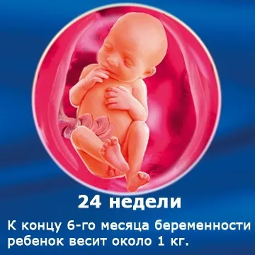 Внутрішньоутробний розвиток дитини по тижнях (періоди), фото (внутрішньоутробний) Внутрішньоутробний розвиток дитини по тижнях (періоди), фото
