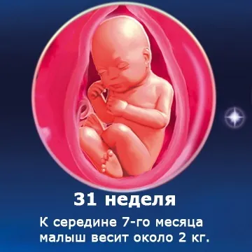 Внутрішньоутробний розвиток дитини по тижнях (періоди), фото (періоди) Внутрішньоутробний розвиток дитини по тижнях (періоди), фото