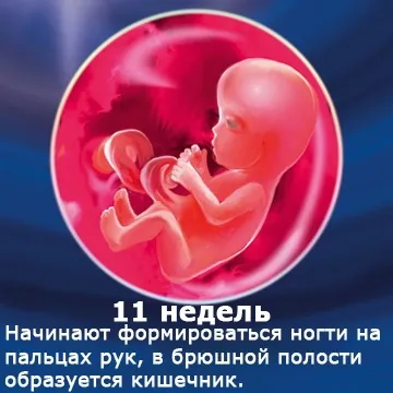 Внутрішньоутробний розвиток дитини по тижнях (періоди), фото (внутрішньоутробний) Внутрішньоутробний розвиток дитини по тижнях (періоди), фото