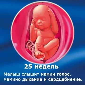 Внутрішньоутробний розвиток дитини по тижнях (періоди), фото (внутрішньоутробного розвитку дитини) Внутрішньоутробний розвиток дитини по тижнях (періоди), фото
