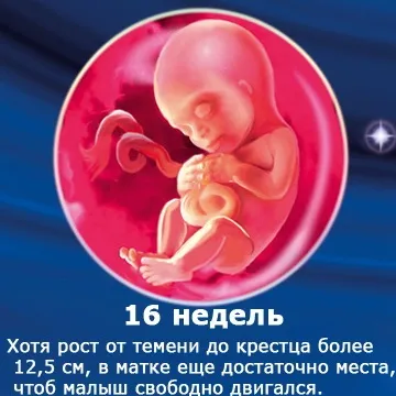 Внутрішньоутробний розвиток дитини по тижнях (періоди), фото (періоди) Внутрішньоутробний розвиток дитини по тижнях (періоди), фото