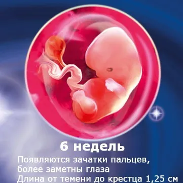 Внутрішньоутробний розвиток дитини по тижнях (періоди), фото (внутрішньоутробного розвитку дитини) Внутрішньоутробний розвиток дитини по тижнях (періоди), фото