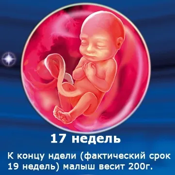 Внутрішньоутробний розвиток дитини по тижнях (періоди), фото (внутрішньоутробного розвитку дитини) Внутрішньоутробний розвиток дитини по тижнях (періоди), фото