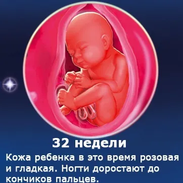 Внутрішньоутробний розвиток дитини по тижнях (періоди), фото (внутрішньоутробного розвитку дитини) Внутрішньоутробний розвиток дитини по тижнях (періоди), фото