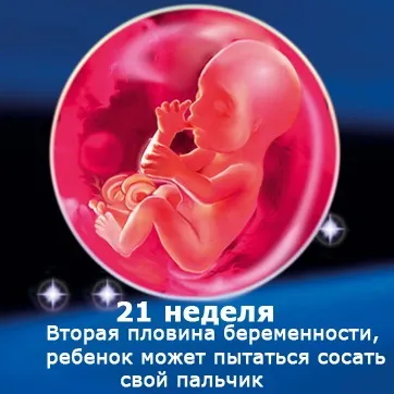 Внутрішньоутробний розвиток дитини по тижнях (періоди), фото (внутрішньоутробний розвиток дитини) Внутрішньоутробний розвиток дитини по тижнях (періоди), фото