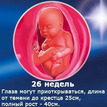 Внутрішньоутробний розвиток дитини по тижнях (періоди), фото (внутрішньоутробний розвиток дитини) Внутрішньоутробний розвиток дитини по тижнях (періоди), фото