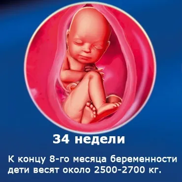 Внутрішньоутробний розвиток дитини по тижнях (періоди), фото (внутрішньоутробний) Внутрішньоутробний розвиток дитини по тижнях (періоди), фото