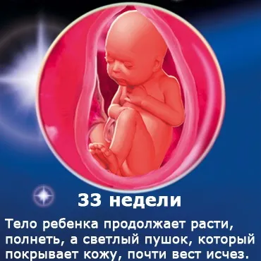 Внутрішньоутробний розвиток дитини по тижнях (періоди), фото (дитини) Внутрішньоутробний розвиток дитини по тижнях (періоди), фото