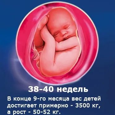 Внутрішньоутробний розвиток дитини по тижнях (періоди), фото (розвиток) Внутрішньоутробний розвиток дитини по тижнях (періоди), фото