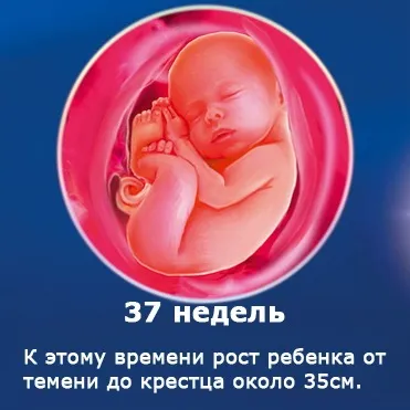 Внутрішньоутробний розвиток дитини по тижнях (періоди), фото (періоди) Внутрішньоутробний розвиток дитини по тижнях (періоди), фото