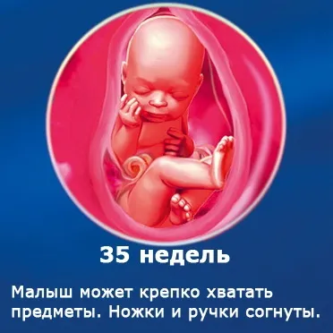 Внутрішньоутробний розвиток дитини по тижнях (періоди), фото (внутрішньоутробний розвиток дитини) Внутрішньоутробний розвиток дитини по тижнях (періоди), фото