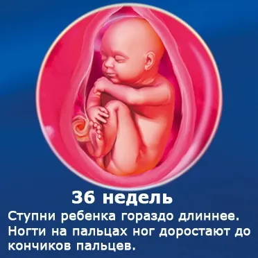 Внутрішньоутробний розвиток дитини по тижнях (періоди), фото (внутрішньоутробний розвиток дитини) Внутрішньоутробний розвиток дитини по тижнях (періоди), фото