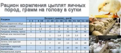 Вітаміни для добових курчат-бройлерів в перші дні життя (курчат-бройлерів) Вітаміни для добових курчат-бройлерів в перші дні життя