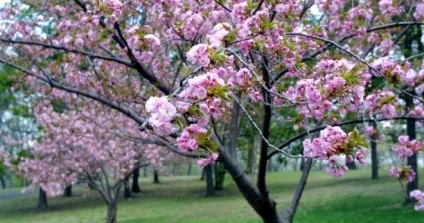 Вишня - посадка і догляд у відкритому грунті, правильна обрізка (посадка) Вишня - посадка і догляд у відкритому грунті, правильна обрізка