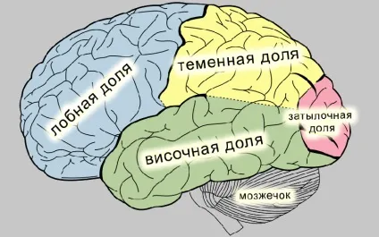 Скронева епілепсія симптоми, криптогенная епілепсія у дітей