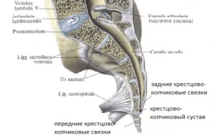 Вивих та підвивих куприка симптоми, лікування, наслідки (симптоми) Вивих та підвивих куприка симптоми, лікування, наслідки