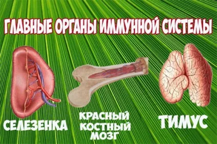Вплив алкоголю на імунітет