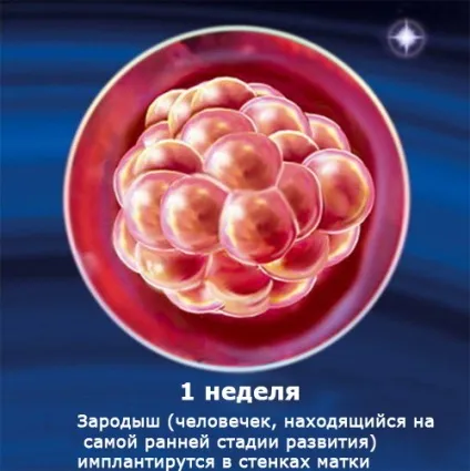 Внутрішньоутробний розвиток дитини по тижнях (періоди), фото (розвиток) Внутрішньоутробний розвиток дитини по тижнях (періоди), фото