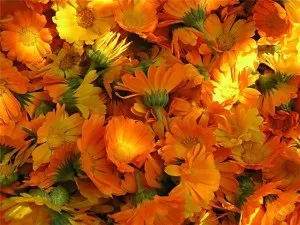 Запалення придатків - лікування народними засобами (запалення) Запалення придатків - лікування народними засобами