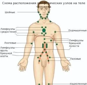 Запалення лімфовузлів на шиї лікування народними засобами, ефективні рецепти - здоров'я і спорт (лімфовузлів) Запалення лімфовузлів на шиї лікування народними засобами, ефективні рецепти - здоров'я і спорт