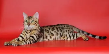 Все про Бенгалії - бенгальські кошенята (Стандарт бенгальської породи) Все про Бенгалії - бенгальські кошенята