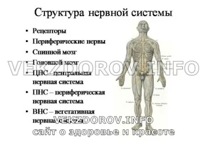Все про виснаження нервової системи структура, симптоми, лікування і профілактика (нервової) Все про виснаження нервової системи структура, симптоми, лікування і профілактика