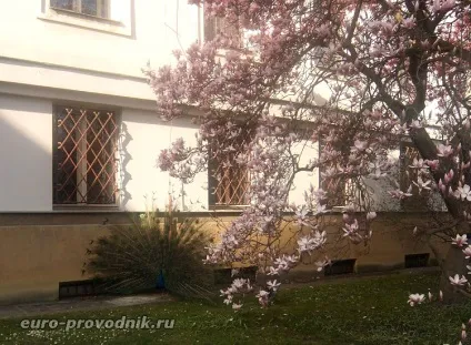 Воянови сади де знаходяться, як пройти в сади, павичі в саду (саду) Воянови сади де знаходяться, як пройти в сади, павичі в саду