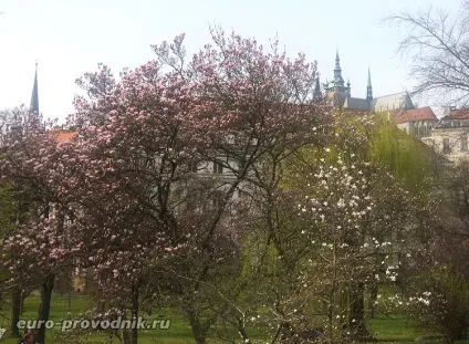 Воянови сади де знаходяться, як пройти в сади, павичі в саду (знаходяться) Воянови сади де знаходяться, як пройти в сади, павичі в саду