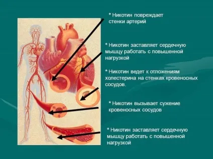 Шкода нікотину на організм людини, ніж шкідливий, від вейпа, при вагітності, здоров'я підлітка (людини) Шкода нікотину на організм людини, ніж шкідливий, від вейпа, при вагітності, здоров'я підлітка