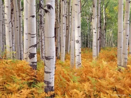 Все ближче, все дорожче ... ~ проза (есе) ~ (любовна лірика) Все ближче, все дорожче ... ~ проза (есе) ~