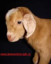 Здуття живота (рубця) у кози