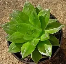 Хавортія - види, догляд, розмноження, greenhome (види) Хавортія - види, догляд, розмноження, greenhome
