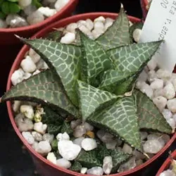 Хавортія - види, догляд, розмноження, greenhome (види) Хавортія - види, догляд, розмноження, greenhome