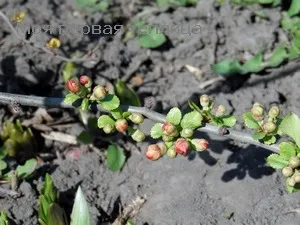 Хеномелес або айва японська краса і паразит (паразит) Хеномелес або айва японська краса і паразит