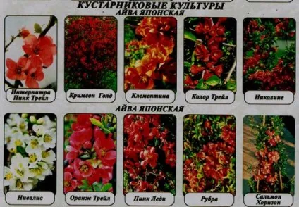 Хеномелес або айва японська краса і паразит (айва) Хеномелес або айва японська краса і паразит
