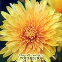 хризантема фото