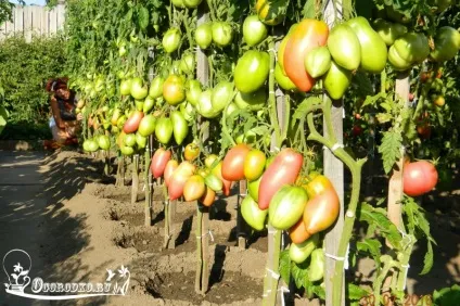 Хороша розсада помідорів - покроковий метод натальи Щербініної