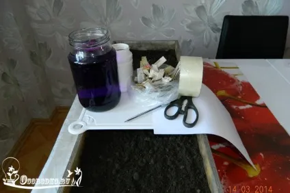 Хороша розсада помідорів - покроковий метод натальи Щербініної