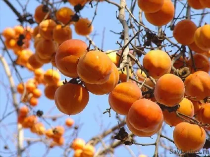 Хурма для схуднення, дієта на хурмі (хурма) Хурма для схуднення, дієта на хурмі