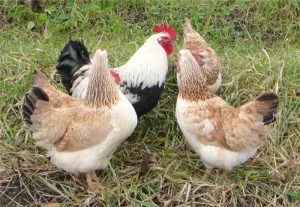 Загорська лососева порода курей продуктивність і опис породи (породи) Загорська лососева порода курей продуктивність і опис породи