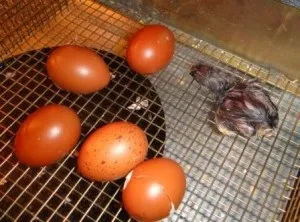 Загорська лососева порода курей продуктивність і опис породи (продуктивність) Загорська лососева порода курей продуктивність і опис породи