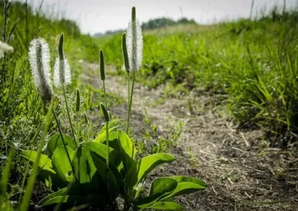Змови Ванги на удачу реально допомагають (змови) Змови Ванги на удачу реально допомагають