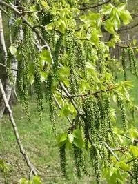Захист від привороту