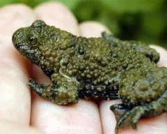Зелена жаба, жаба зелена (bufo viridis) фото, опис поширення біологія розмноження