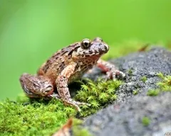 Зелена жаба, жаба зелена (bufo viridis) фото, опис поширення біологія розмноження