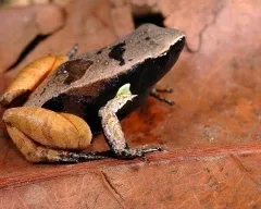 Зелена жаба, жаба зелена (bufo viridis) фото, опис поширення біологія розмноження