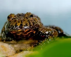 Зелена жаба, жаба зелена (bufo viridis) фото, опис поширення біологія розмноження